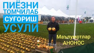 Пиёзни томчилаб суғориш 2019