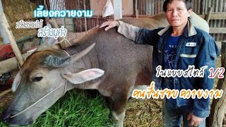 1/2 ?เลี้ยงควายงาม สร้างรายได้ ฟาร์มพ่อเลอะ (กลุ่มอนุรักษ์และพัฒนาควายงาม) | หลานหล่า channel