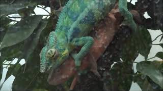 Panther chameleons breeding (HD quality)