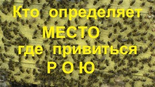 Кто определяет место, где привиться рою пчел