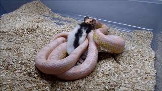 Warning Live Feeding! Male Coral Snow Corn Snake