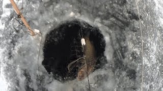 Ставим сеть на чира с помощью торпеды!!!