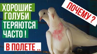 Хорошие голуби теряются! Плохие не теряются!