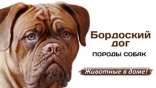 Бордоский дог - породы собак.