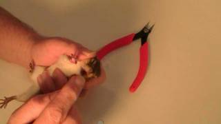 Trimming Chippy's Teeth