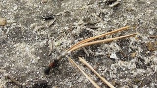 Лесные муравьи и сосновые иголки. ( Formica rufa )