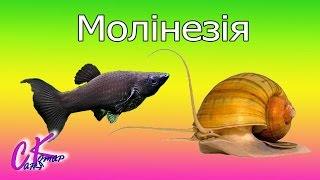 Молінезія
