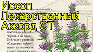 Иссоп лекарственный Аккорд СТ. Краткий обзор, описание характеристик hyssópus officinális