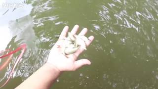 Wie man ein Fischfall 2017 Very Simple