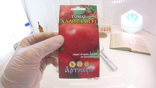 Томат Хали-гали F1. Артикул