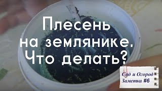 Плесень на землянике. Что делать? Сад и Огород. Заметка #6.