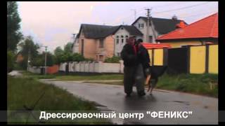 Дрессировочная площадка Борщаговка