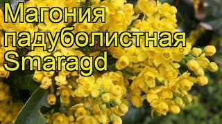 Магония падуболистная Смарагд. Краткий обзор, описание характеристик mahonia aquifolium Smaragd