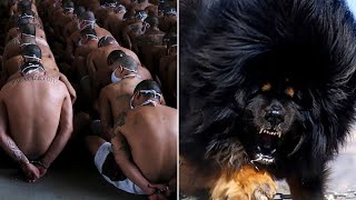 ▽ Самое опасное в мире. Документальный фильм