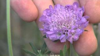 DigInfo: Picking Perennials