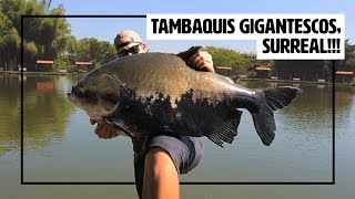 ACERTEI OS VERDES GIGANTES, UM MAIOR QUE O OUTRO | PESQUEIRO RECANTO DOS GIGANTES 1