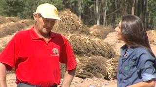 Produção de amendoim em São Lourenço do Sul/RS