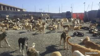 Pardis animal shelter