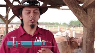 Kehebatan Semen Beku BIB Lembang di PT Great Giant Livestock