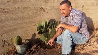 طريقة زراعة الواح التين الشوكي بعد تجفيفها . How to plant Prickly Pear Cactus