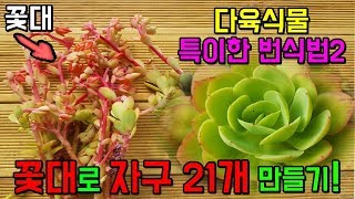 다육식물 꽃대로 자구를 21개나 만들었다구!?!? 정말 특이한 꽃대 번식법~