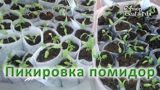 Пикировка помидор. Выращивание рассады. Природное земледелие