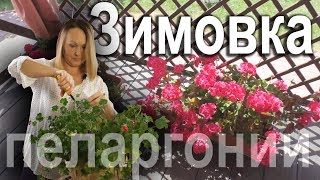 Как сохранить уличную герань\пеларгонию зимой. Как заставить пышно цвести.