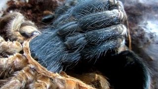 Tarantula molting - must watch!