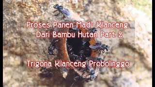 Dahsyat ! Proses Pembelahan bambu madu klanceng original hutan hasil berburu PART 2