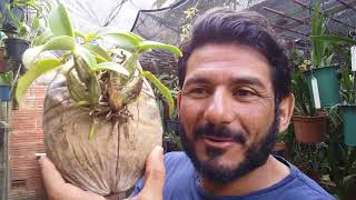Dicas de Cultivo de Orquídeas 143