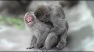 Monkey attacked from behind suddenly.