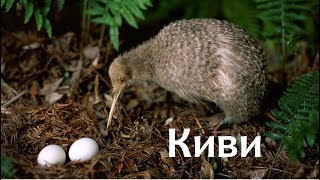 Киви