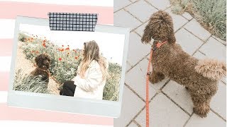 Hondenmama voor een week ? WEEKVLOG #2 | Brittany Elizabeth