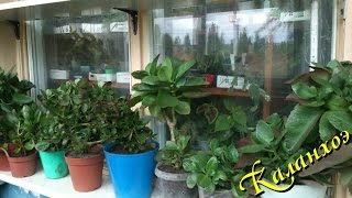Комнатное растение каланхоэ Блоссфельда в домашних условиях