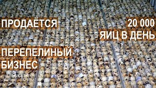 ? Продажа перепелиного бизнеса. ? Ферма Перепёлочка 20 000 яиц в день. Общая площадь 1600 квадратов
