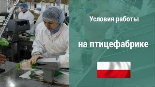 Условия работы на птицефабрике в Польше