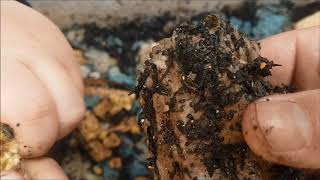 Pot Worms and Fluffing worm Bins - Ep29