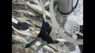 Зимняя рыбалка на Белом море Лов Корюшки