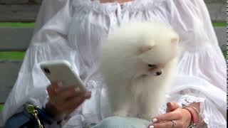 woman with smartphone and white hairy dog hairy chihuahua an her master sitting on bench
