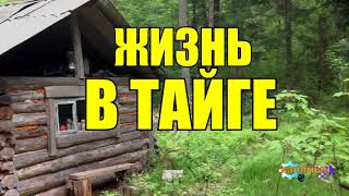 ЖИЗНЬ В ТАЙГЕ ЗИМОЙ | ПРОМЫСЛОВАЯ ОХОТА В СИБИРИ | ОХОТА ВОЛКОВ | ОХОТА ЛИСЫ