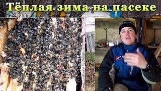 Тёплая зима на пасеке. Осмотр ульев. Новая стройка в новом году