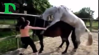HORSE BREEDING How Can Horse Enjoys Mating