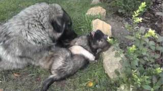 SARPLANINAC - PUPPY 7 WEEKS OLD