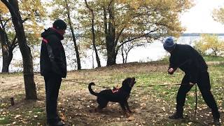 Дрессировка собак в Запорожье. Дрес. площадка GoDog. Занятие по защите
