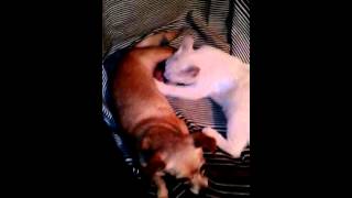 cat suck dog