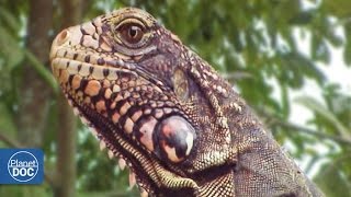 Adaptaciones: Extinciones Masivas