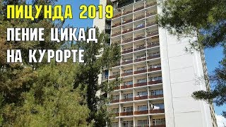 ПИЦУНДА 2019 | ПЕНИЕ ЦИКАД НА КУРОРТЕ | ЛЕТНЯЯ АБХАЗИЯ