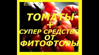 ШИКАРНЫЕ СОРТА ТОМАТОВ В АВГУСТЕ И СУПЕР СРЕДСТВО ОТ ФИТОФТОРЫ ! ТОМАТЫ В ХОЛОДНОМ КЛИМАТЕ