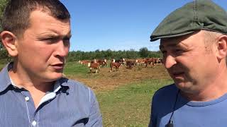 Посещение КФХ в Кимрах, часть 1 Герефорды