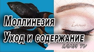 Аквариумная рыбка Моллинезия  Уход и содержание